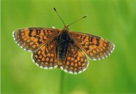 Provencal Fritillary 2005 - Clive Burrows